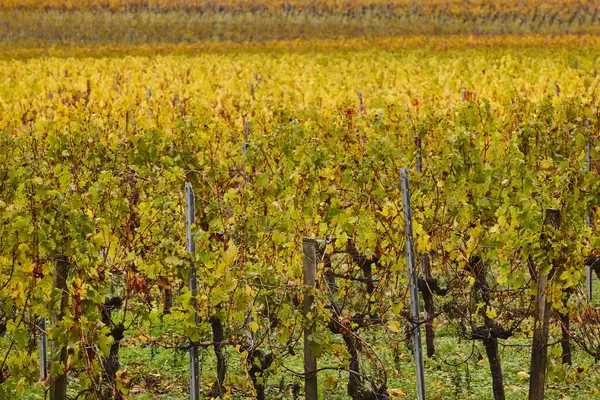 Autumn wineyards in Bordeaux. Agriculture industry in Aquitaine region. France