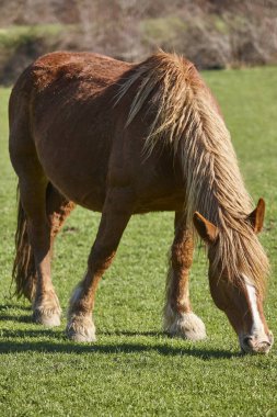 Horse grazing in a green valley. Castilla y Leon landscape. Spain