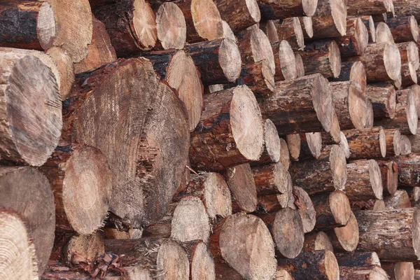 Yeni kesilmiş kütükler yığılmış. Doğal çam ağacı. Ormanların yok edilmesi. Kereste endüstrisi