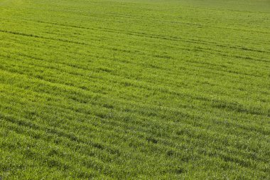 Yeşil çayır. Hipodrom yarış pisti. Taze bahar arkaplanı