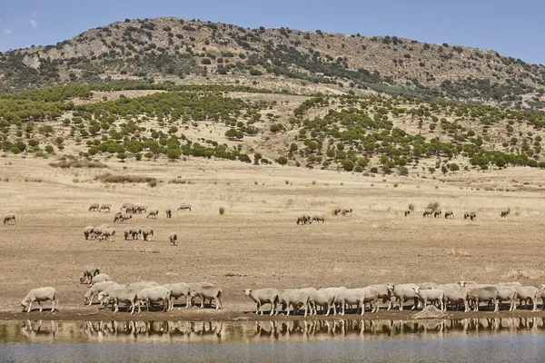 stock image Ovine livestock  in Extremadura. Dry season in Spanish countryside. Agriculture