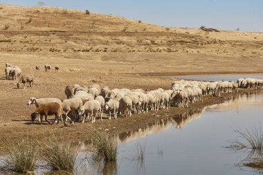 Extremadura 'daki Ovine Hayvanları. İspanyol kırsalında kurak mevsim. Tarım