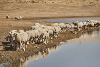 Extremadura 'daki Ovine Hayvanları. İspanyol kırsalında kurak mevsim. Tarım