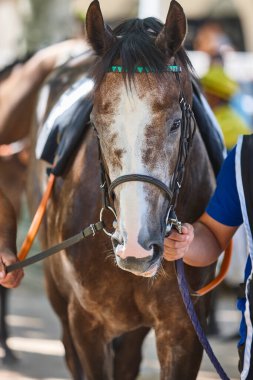 Race horse head detail. Purebred in the hippodrome. Derby clipart