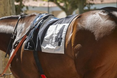 Race horse in the paddock. Purebred in the hippodrome. Derby clipart