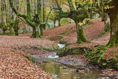 Vizcaya 'daki kayın ormanı. Hayedo Otzarreta, Gorbeia. Sonbahar manzarası. İspanya