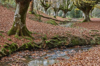Vizcaya 'daki kayın ormanı. Hayedo Otzarreta, Gorbeia. Sonbahar manzarası. İspanya