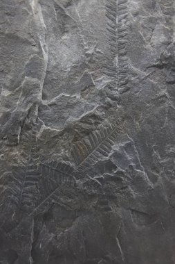 Bitki fosili Lobatopteris Alloiopteroides. Üst karbonhidrat. Tarih öncesi İspanya