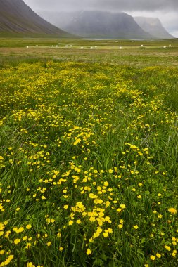 Dağlarla çevrili sarı çiçekli yeşil bir manzara. İzlanda doğası