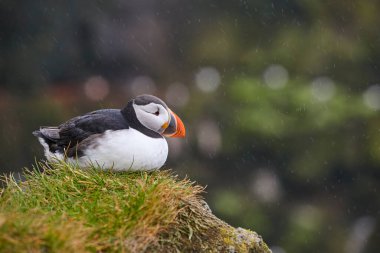 Yağmurun altında martı. Latrabjarg Yarımadası. İzlanda 'da kuş gözlemi