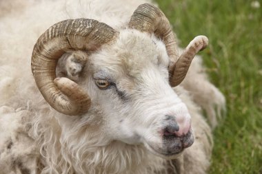 İzlanda kuzu başı detayı. Seydisfjordur bölgesi. Sığır İzlanda 