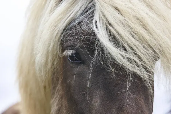 İzlanda vahşi atı kırsalda otluyor. İzlanda hayvanları