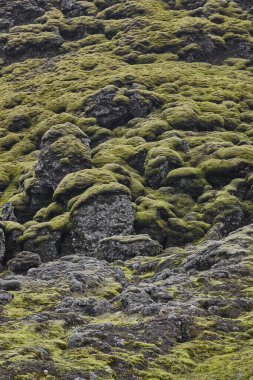 Lakagigar 'ın yosunlu ve sisli manzarası. Volkanik alan. İzlanda