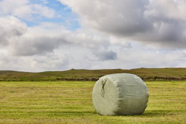 Saman dolu bir tarım tarlası. İzlanda yaz hasadı. İzlanda