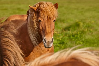 İzlanda kahverengi atı çayırda otluyor. Hayvan teması. İzlanda