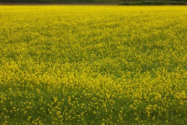 Sarı çiçeklerle dolu bahar tarlası. Doğada çiçek açar.