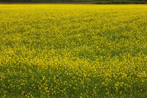 Sarı çiçeklerle dolu bahar tarlası. Doğada çiçek açar.