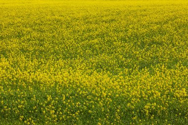 Sarı çiçeklerle dolu bahar tarlası. Doğada çiçek açar.