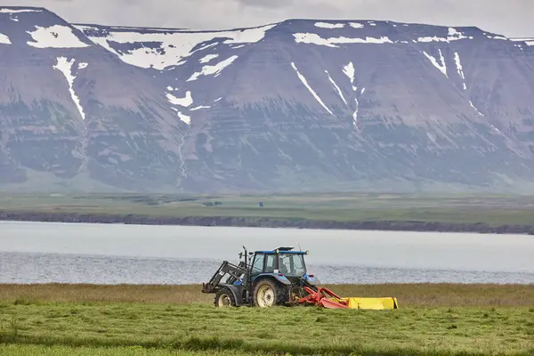 İzlandalı çiftçi İzlanda kırsalında bir traktör kullanıyor. Tarım İzlanda