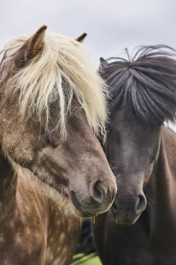 İzlanda vahşi atları kırsalda otluyor. İzlanda Hayvanları