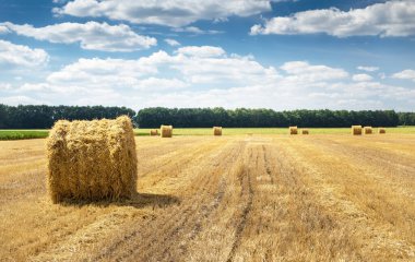 Hasat edilen tarla saman balyaları, tarlada saman ruloları, saman yığınları