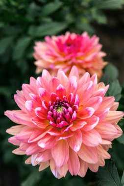 Dahlias vik Jesse 'nin arka planı, Dahlia vik Jesse' nin yakın plan çiçeği.