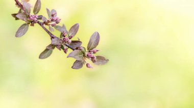 Erik yapraklı elmalı bahar bayrağı, Çin elmasının arka planı., 