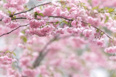 Yağmurdan sonra çiçek açan Sakura dalları