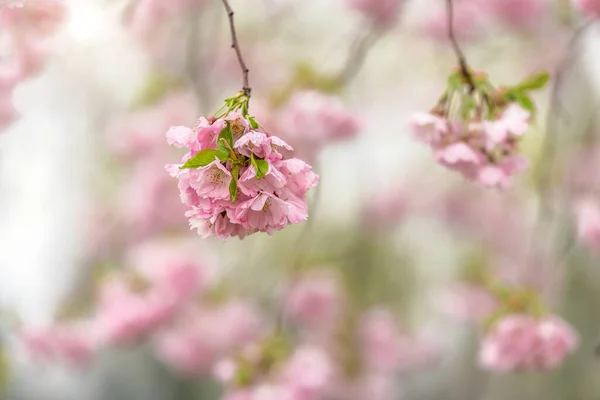 Frühling Hintergrund Der Blühenden Kirschzweig Vor Verschwommenem Hintergrund Der Sakura — Stockfoto