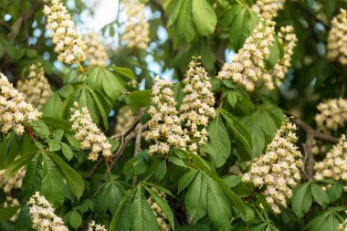 Çiçekli kestane dalları, güzel kestane mumları. 