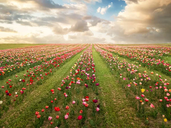 Фон Тюльпанів Заході Сонця — стокове фото