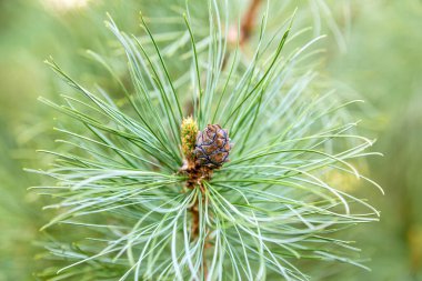 Çam dalına yakın koni.