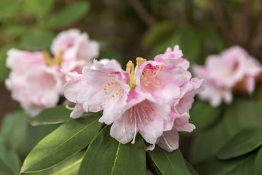 Rododendron, çiçeklere özenli odaklan, çiçekli dal