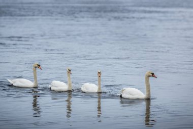 Nehirde sulayan vahşi kuğular