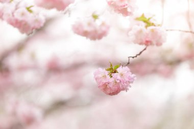Dallarda pembe sakura çiçekleri, bahar arkaplanı.