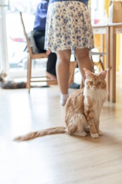 portrait of cute cat laying on the floor. selective focus point.