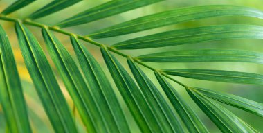 abstract stunning green leaf texture, tropical leaf foliage nature green background.