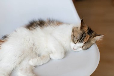 portrait of cute cat laying on the floor. selective focus point.