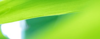 abstract stunning green leaf texture, tropical leaf foliage nature green background.