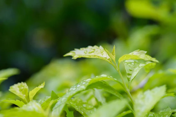 Streszczenie Wspaniałe Zielone Liści Tekstury Liści Tropikalnych Natura Ciemnozielone Tło — Zdjęcie stockowe