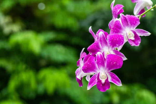 Purple Fresh Orchids Flowers Gardens — Foto de Stock