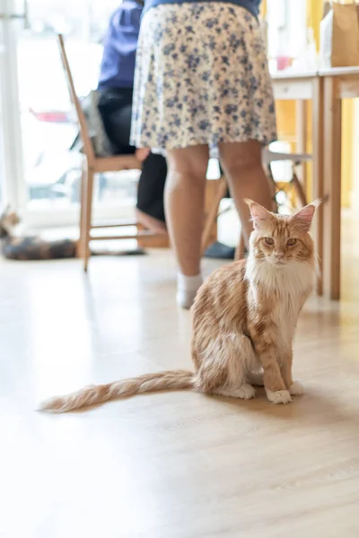 Portrait Cute Cat Laying Floor Selective Focus Point — ストック写真