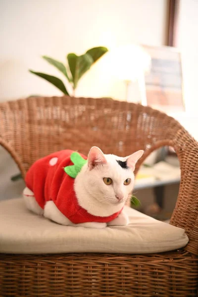 Kot Nosić Czerwoną Koszulę Drewnianym Krześle — Zdjęcie stockowe