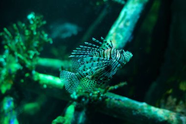 Akvaryumda aslan balığı. Su altı dünyası.