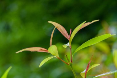 Soyut çarpıcı yeşil yaprak dokusu, tropikal yaprak yeşili doğa koyu yeşil arkaplan.