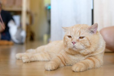 portrait of cute cat laying on the floor. selective focus point.