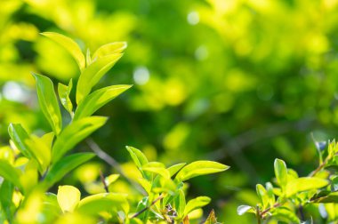 abstract stunning green leaf texture, tropical leaf foliage nature green background.
