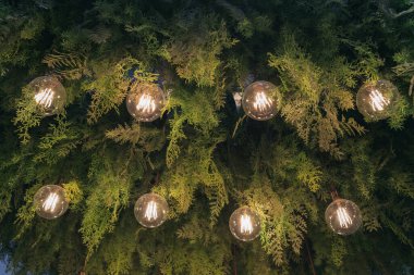 Ampulü asarak lamba ve bitki dekorasyonu tavan tasarımı. İç mekan yeşil yaprak arka plan, çiçek doğal bahçe avizesi modern ev, kafe ve restoran.