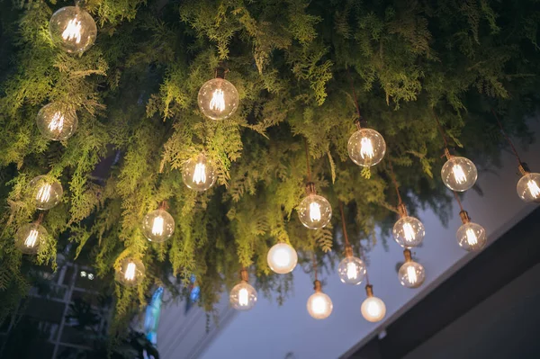 Ampulü Asarak Lamba Bitki Dekorasyonu Tavan Tasarımı Mekan Yeşil Yaprak — Stok fotoğraf
