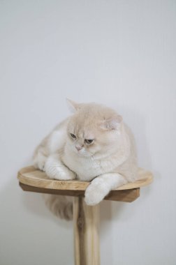 Sakin bir ifadeye sahip bir İngiliz kısa hava bej kedisi düz beyaz arka plana dayanan tahta kedi tüneğine dayanır.